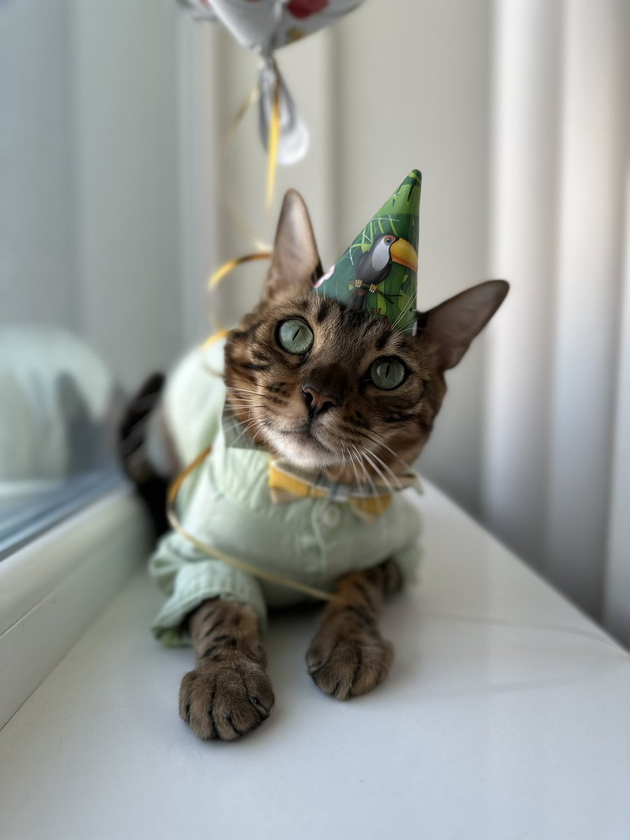 a1142407's tweet photo. My birthday boys 🥹❤️🥰 @AimanBbt @catsofinstagram https://t.co/cJ3wwp0A6M