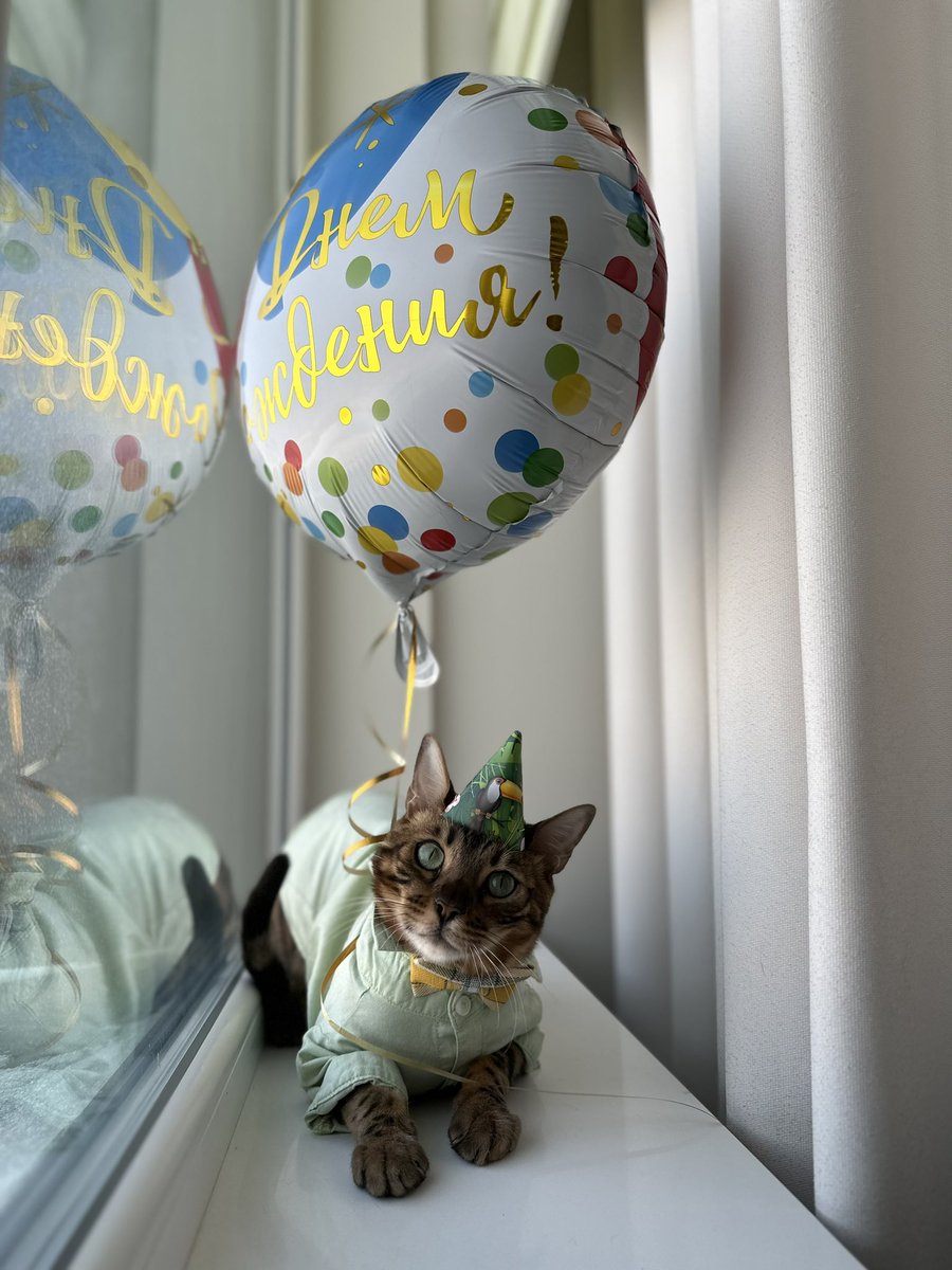 a1142407's tweet photo. My birthday boys 🥹❤️🥰 @AimanBbt @catsofinstagram https://t.co/cJ3wwp0A6M