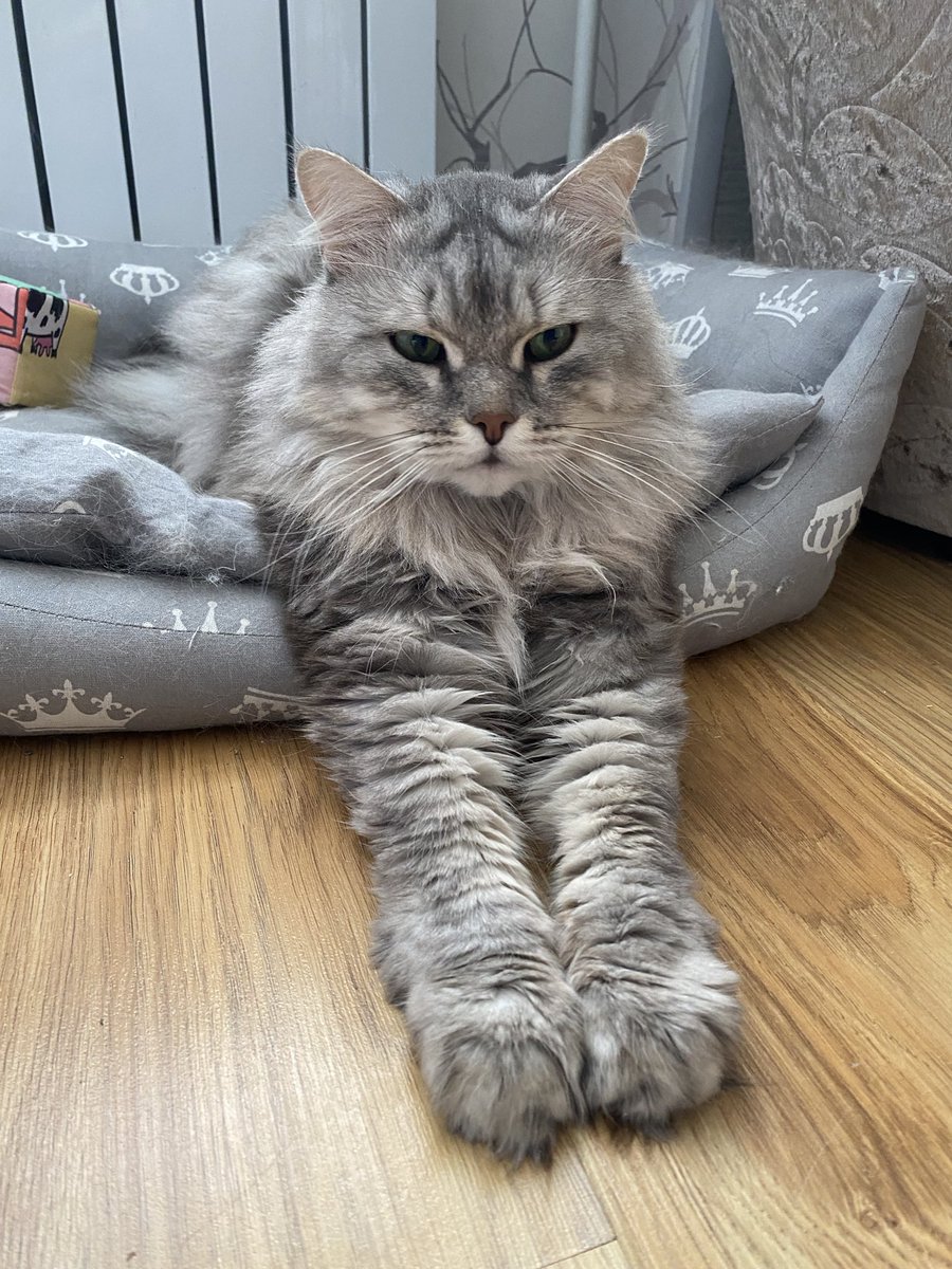 Ledyalla1's tweet photo. Когда я нашла этого бедного кота он очень выглядел плохо, а теперь я на него не могу насмотреться 😘 https://t.co/zdlA8CO1Gr