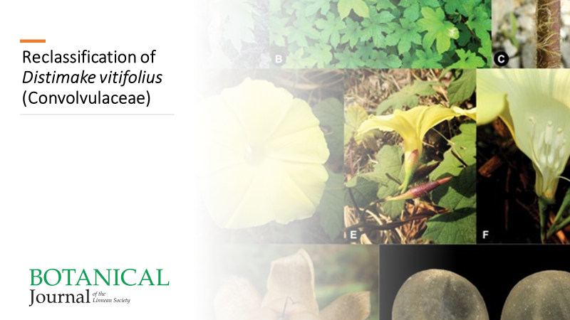 BotJLinnSoc's tweet photo. Reclassification of #Distimake vitifolius (#Convolvulaceae): #phylogenetics and convergent #pollen #evolution. Pisuttimarn et al.
https://t.co/b4yVYqJFhg https://t.co/Ne1VQwUJpn
