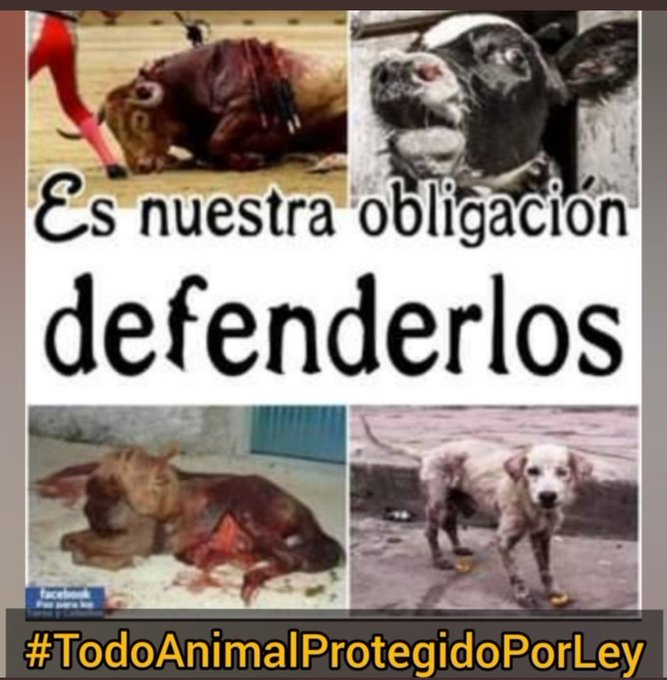 Torturar a un animal no es arte, es matar a un animal que siente. 
Abandonar a un perro creyendo que no siente es ser poco humano. 
Matar, hacer daño a los animales es maldad. 
Cuidemos a todos y protejámoslos. Ellos los que no tienen voz. 

#TodoAnimalProtegidoPorLey