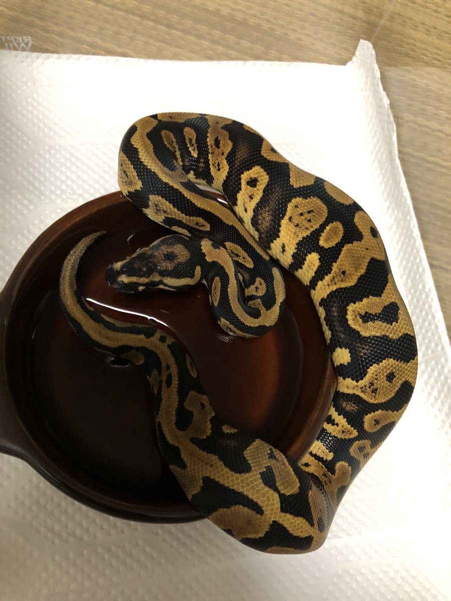 HIRO ページ冷凍ヤワゲMIXSize HIRO ページ冷凍ヤワゲMIXSize HIRO ページ冷凍ヤワゲMIXSize