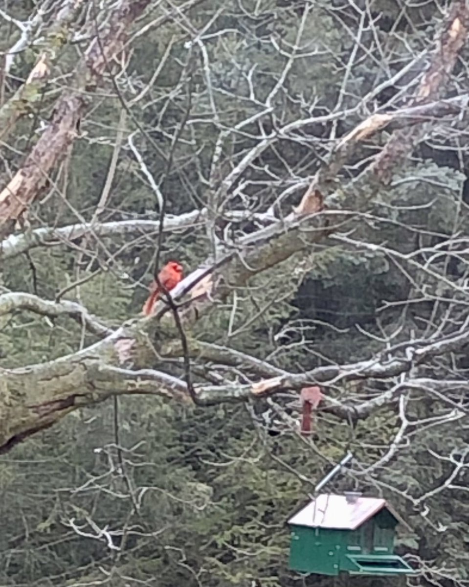 @courtneyellis Cardinals vibrant in the middle of a gray day. Reflecting their Creator, as should I, in these dark times. #abirdfromthelord