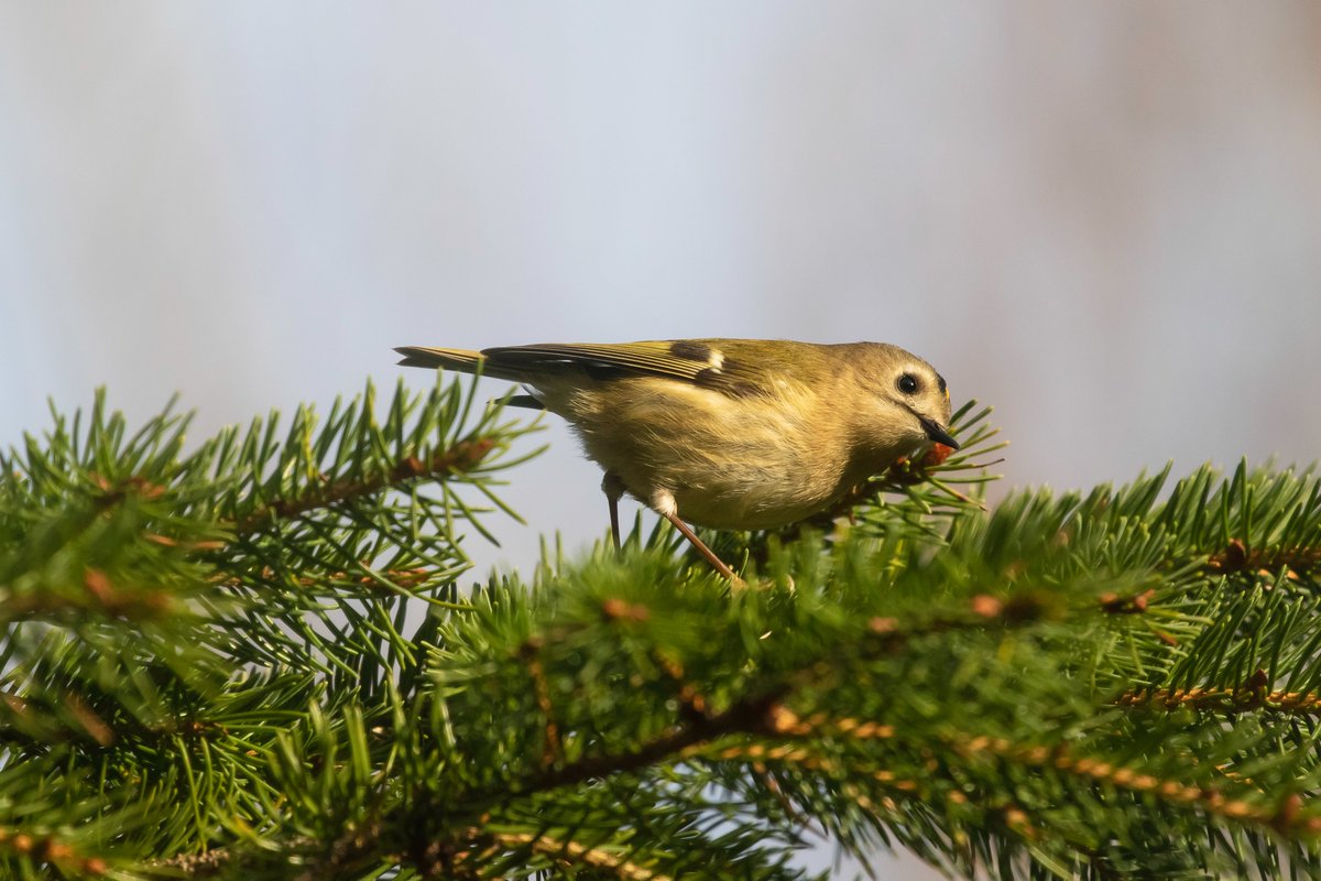 Sunny South Shields has not been sunny today☹️ So heres a few Goldcrest pics from yesterday to brighten up the day.🙂