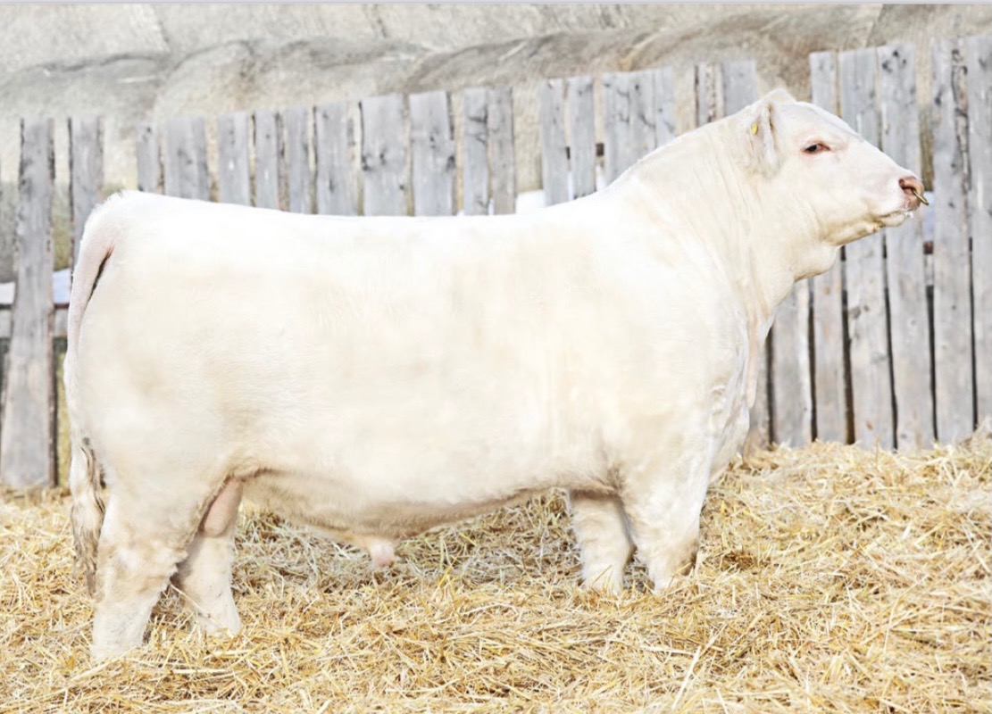 PCC Ricco 238K ET
Powerhouse Redemption son that weighs 1710lbs and has 44cm scrotal and is backed by Miss Prairie Cove 802F our no miss Donor that is a direct daught of the great Miss Prairie Cove 407B. Sells tommorow Feb 23 at the PCC Barn at Bashaw.