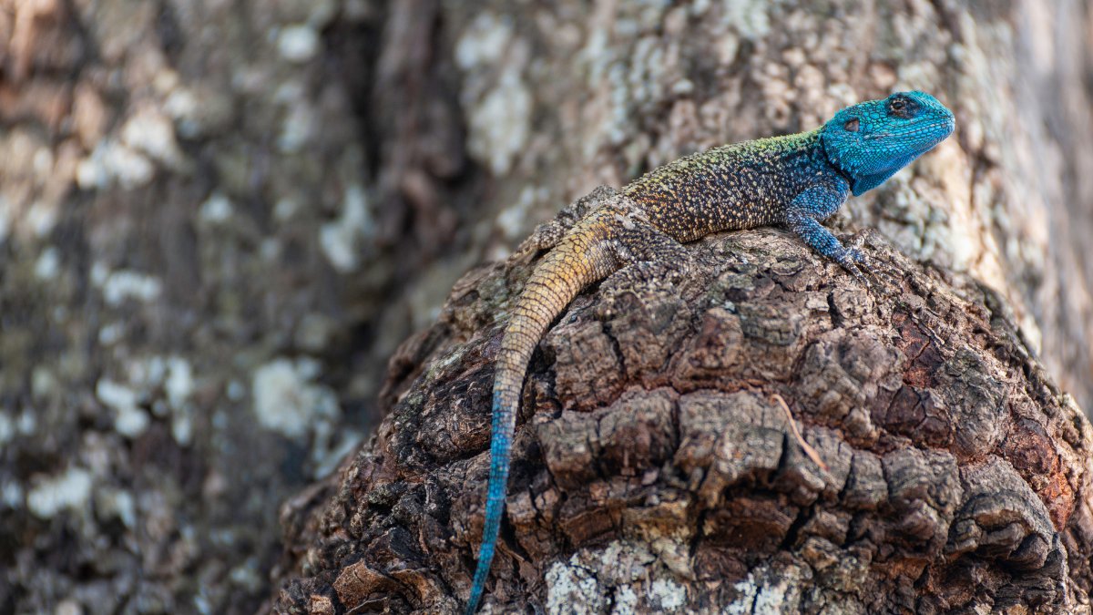The Southern Tree Agama/Blue-throated Agama

🔹 Males have a bright blue head which they use to attract the attention of the females.

🔹 Ants make up the main component of their diet.

🔹 These lizards spend most of their life in the treetops

Photography: Rudi Husholf
