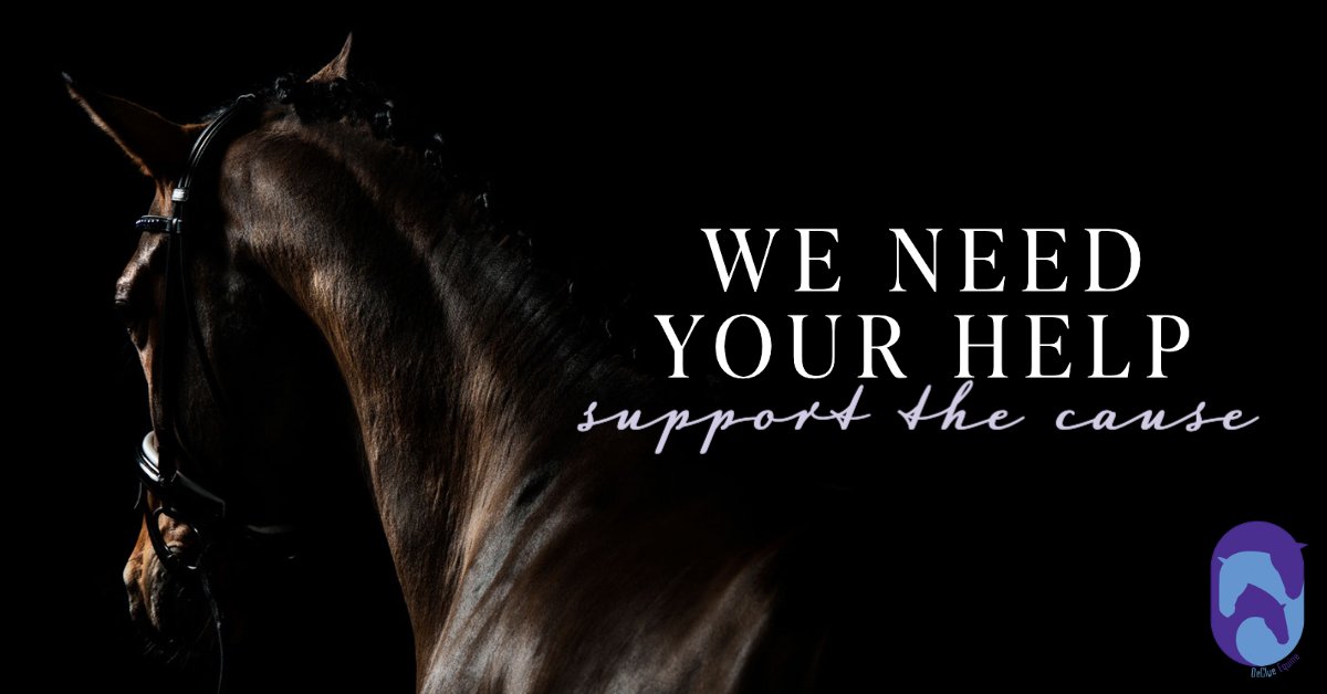 Dr. Audrey DeClue is partnering with Dr. Kate Workman at Denali Equine to bring an entirely new paradigm of thinking to diagnosing and treating the "whole horse." We need your help! Please consider a donation. Thank you!💜 declue-equine.com  #equinehealth #horse #sporthorse