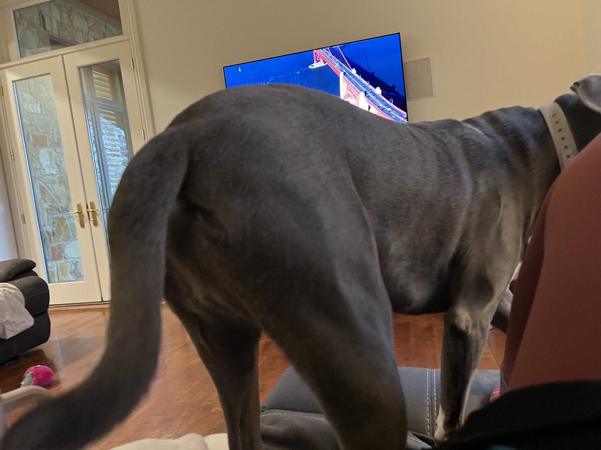 CStoltman's tweet photo. @bunsenbernerbmd Grendel, turn your camera off if you are getting up https://t.co/JJVIhUeEvJ