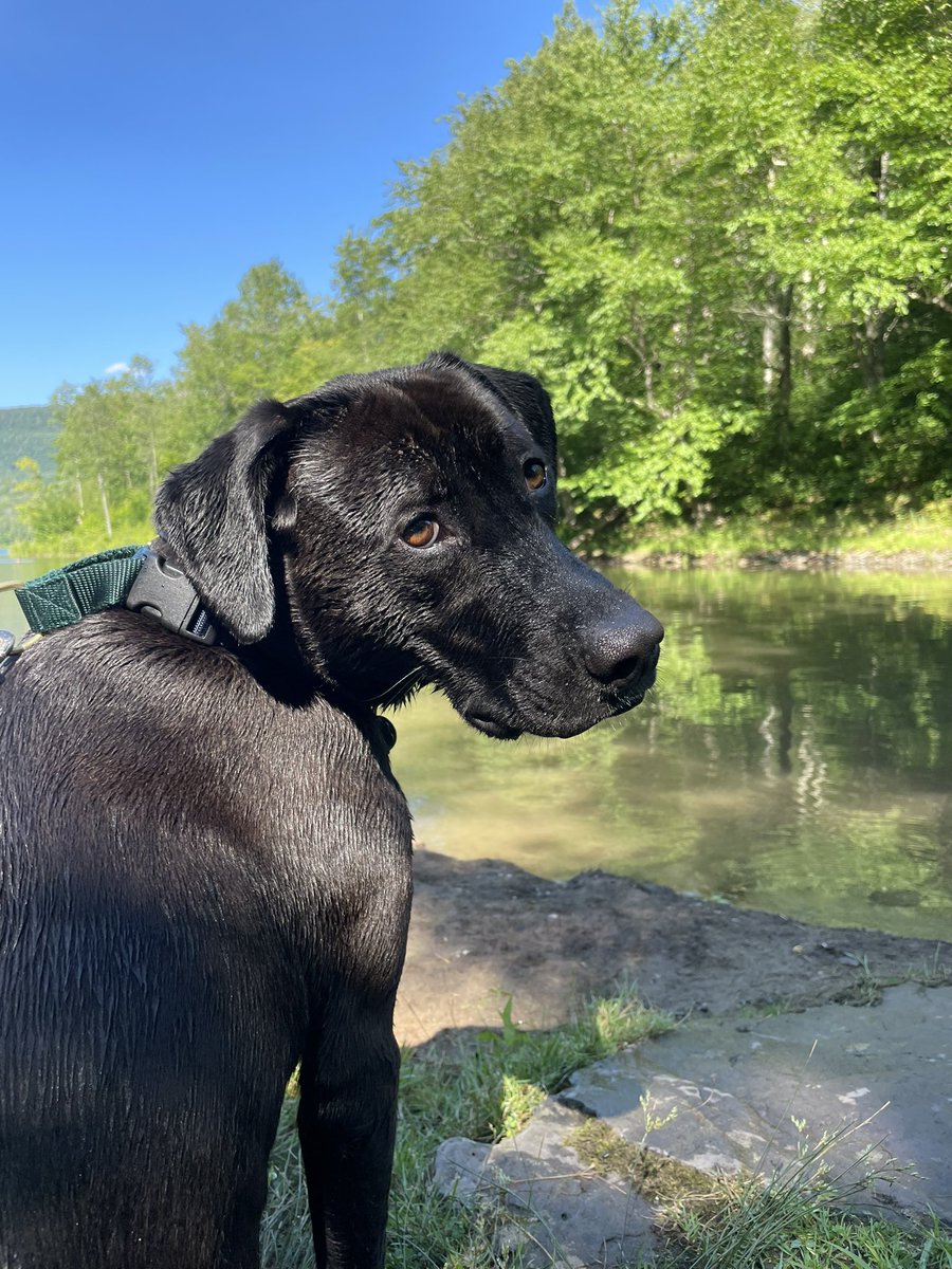 jchausow's tweet photo. Flapjack doesn’t like most dogs coming over to his home but he strongly believes that all pups and their human assistants should have safe and stable homes of their own.
#GoodPawsForGoodCause 
https://t.co/pTNUB33dy9 https://t.co/FMHHd4l9iK