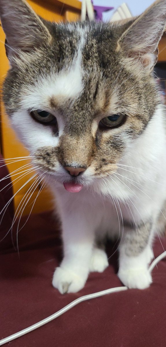 Rachel Elser tweet media