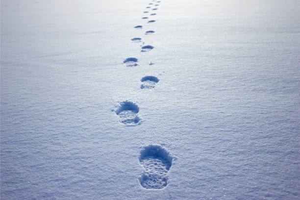 Cl1Richard's tweet photo. Itβs time for a walk in the snow #SkippyDoLittle.ππππππππππππππππππππππππππππππ https://t.co/1AdHnttEwS