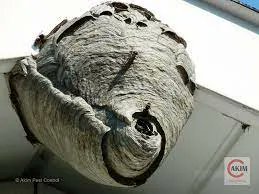 Say goodbye to pests for good! Our comprehensive pest control services will eliminate any infestation and keep your home or business pest-free. #pestcontrol #hamilton niagara #grimsby