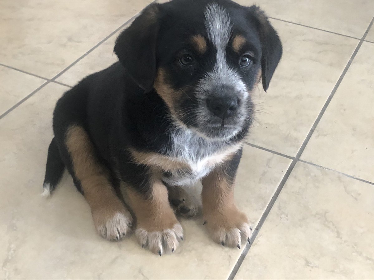 JuliaCarmel__'s tweet photo. Across the state, evictions without good cause impact families who are just trying to get by.

The harm to humans is obvious. When people with companion animals lose their homes, animals suffer, too.

Salchi the Mutt thanks @theanimalvoters for supporting #GoodPawsForGoodCause! https://t.co/J87M7yMm55