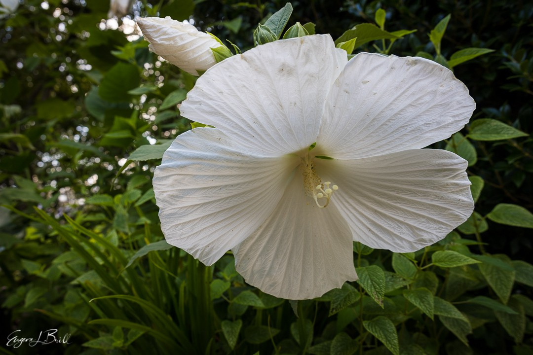 eugenebrill's tweet photo. 💮Hibiscus is a flowering plant in the mallow family, Malvaceae. The genus is quite large, comprising several hundred species that are native to warm temperate, subtropical and tropical regions.
📷 @thewannabenaturalist
https://t.co/ZDf1JBjjHG
.
#wannabenaturalist #eugenebrill https://t.co/SVBfUnJz1a