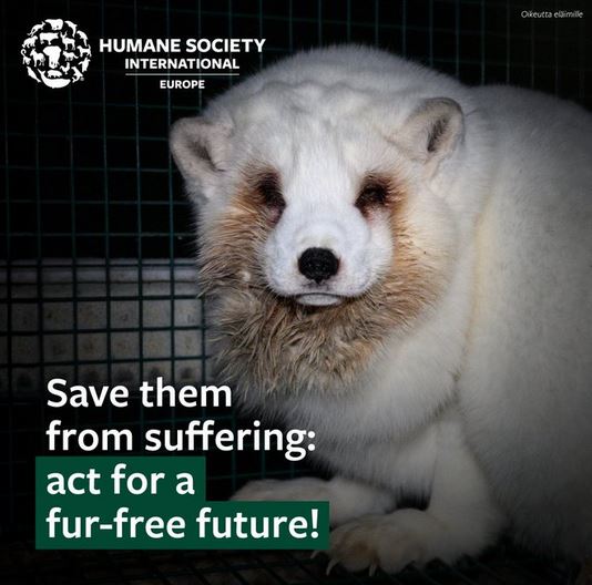 j12doz's tweet photo. While in Poland, Ive been getting these Humane Society ads in my feed.  Granted I am extremely tired but am having a hard time identifying what animals they are.  Are they AI creations? https://t.co/Jd55i4F0je