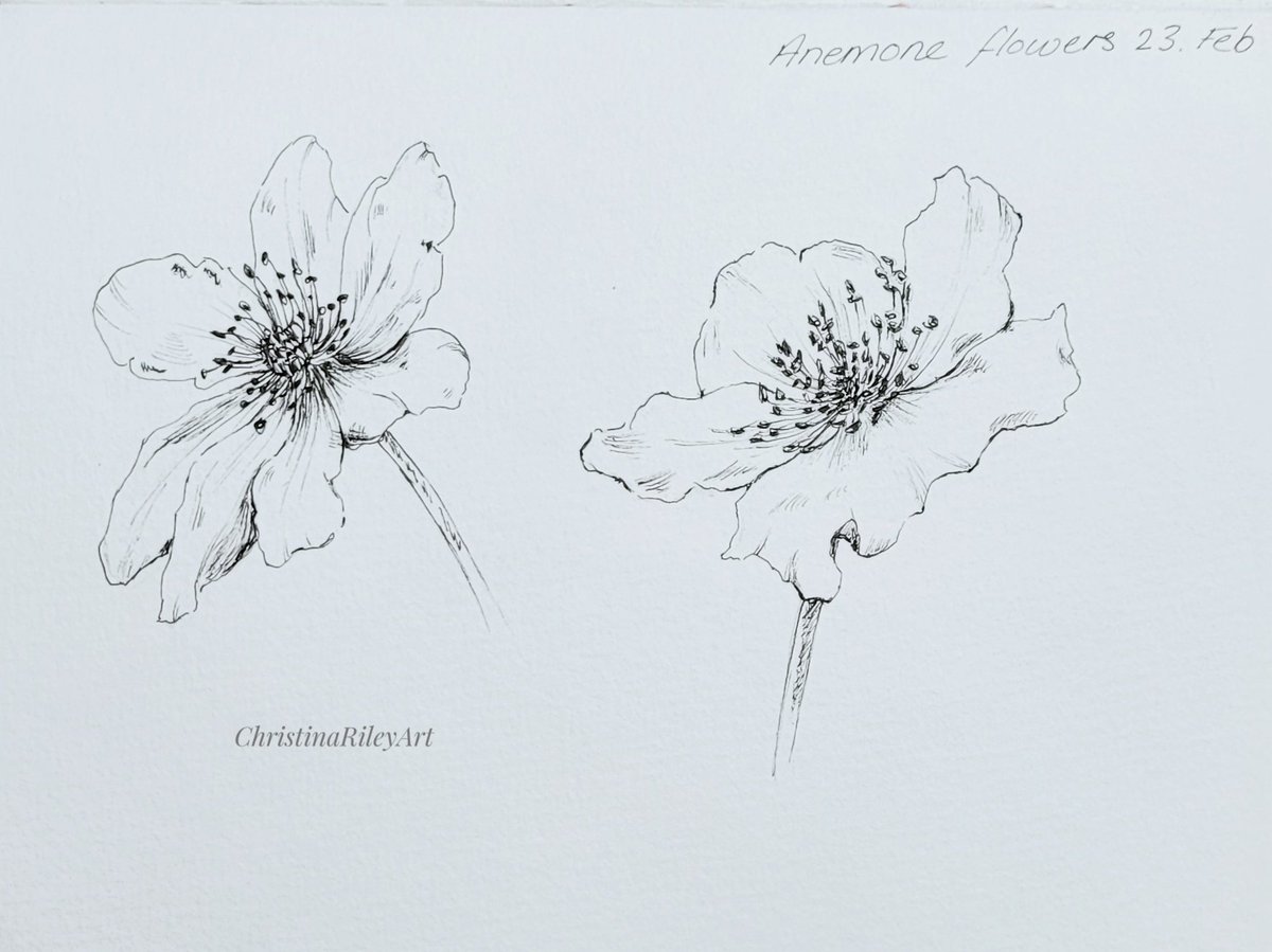DsgnByChristina's tweet photo. Lunch time doodles 😊

#ArtistOnTwitter #oxfordartist #Flowers #gardenflowers #LunchBreak #illustrations #florals #wednesdaythought https://t.co/dPgMd5eA6I