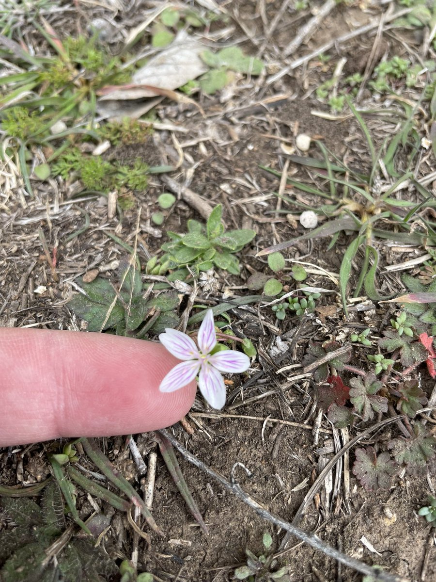 LegacyVinnie's tweet photo. Nice flowers while out hiking! https://t.co/l6cmwgyRoP