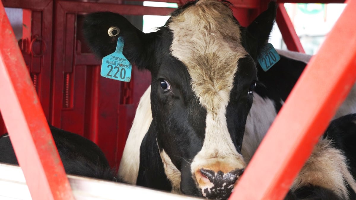 gruntvegan's tweet photo. IMAGINE, being this cow, #220, treated as a commodity, the property of another species.

Lets end this animal genocide happening in every country in the world, for a kinder tomorrow. 🌱☮️ https://t.co/6HkmjGYPg6