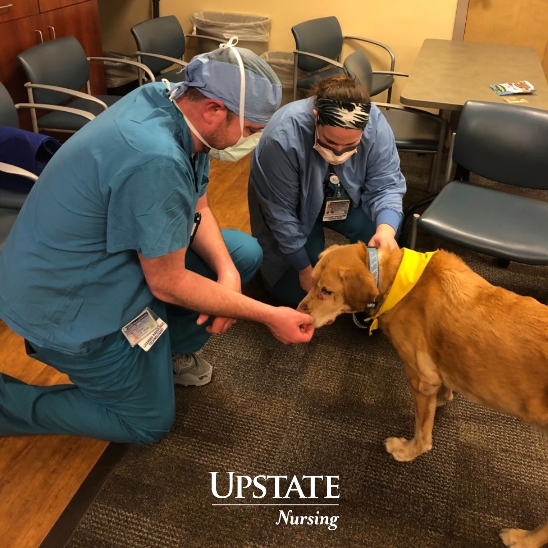 upstate_nursing's tweet photo. Great visit at both our Community and Downtown campuses with Tom and Mason for our Pet a Pooch sessions!
Thanks to our professional development team for setting up these sessions for our staff!
#petapooch #pettherapy #dog #dogs https://t.co/RgBI0LQtyC