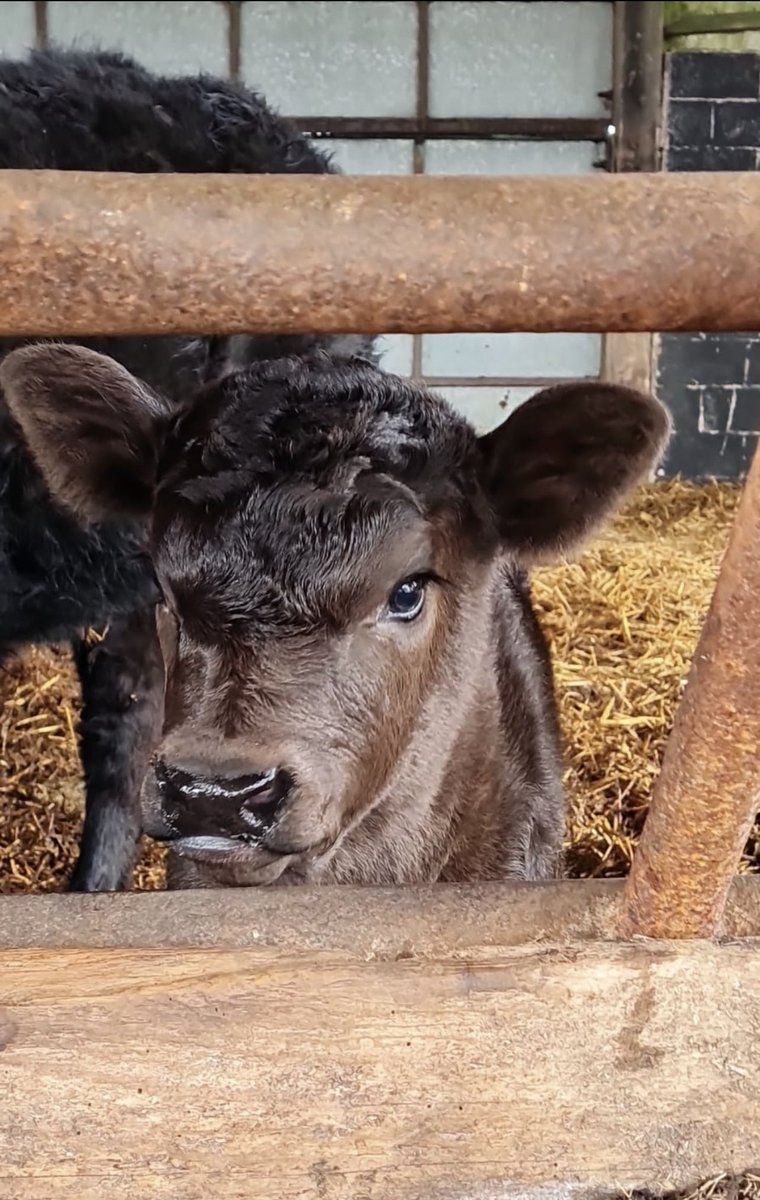 We have a new addition ❤️