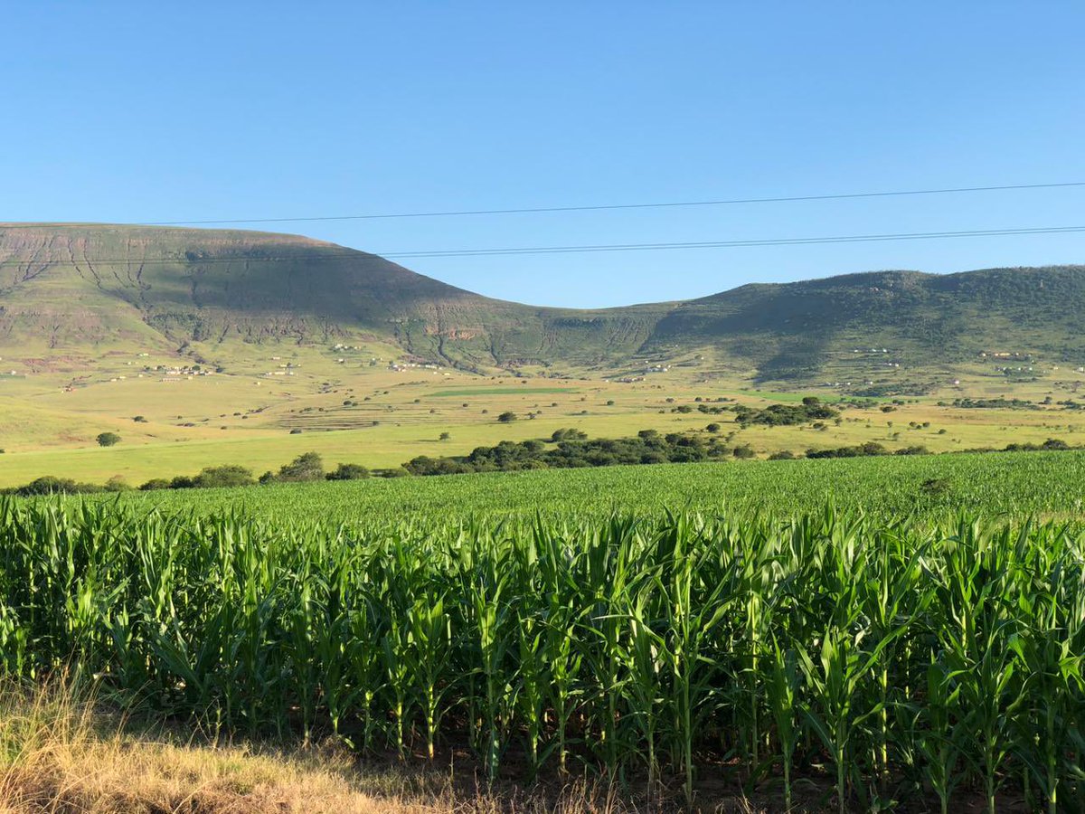 UkhanyoFarmer's tweet photo. Big on results and Mihle turning heads in the OR Tambo District!#WomanInFarming #ResultsDriven #makingfarmingfashionable ππ½ https://t.co/vTWk0xXrjU