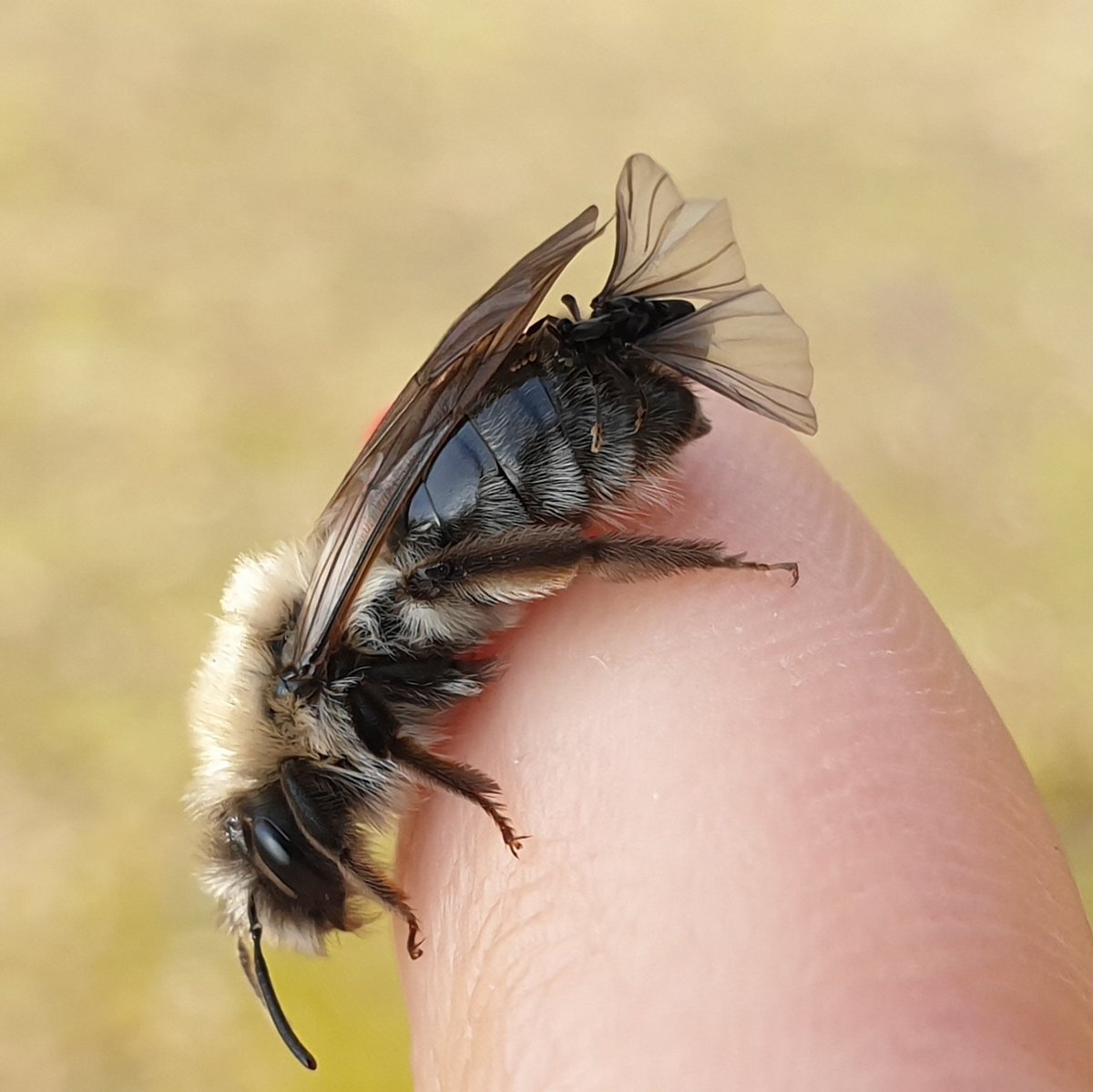 HGardein's tweet photo. Heute war einiges los an der Aggregation von #Andrena vaga am #JKI! Es sind etliche stylopisierte Weidensandbienen geschlüpft und man konnte einige Paarung von #Stylops ater beobachten
#wildbienen #beesup https://t.co/GofohIGdpO