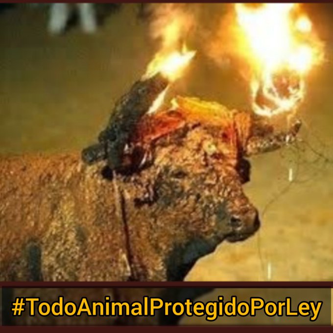 No es justo que lo maltrates ni que lo vejes, el fuego acaba con él, el fuego daña sus ojos, está asustado, no entiende el motivo de tanta maldad. La ley no le protege, #TodoAnimalProtegidoPorLey