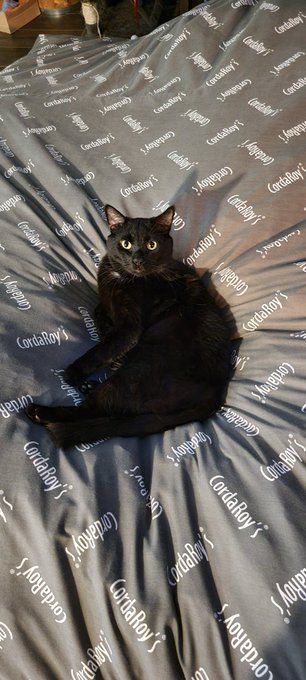 Sam taking up the whole bed like, this is mine 🤣 https://t.co/LpeiThmfeR