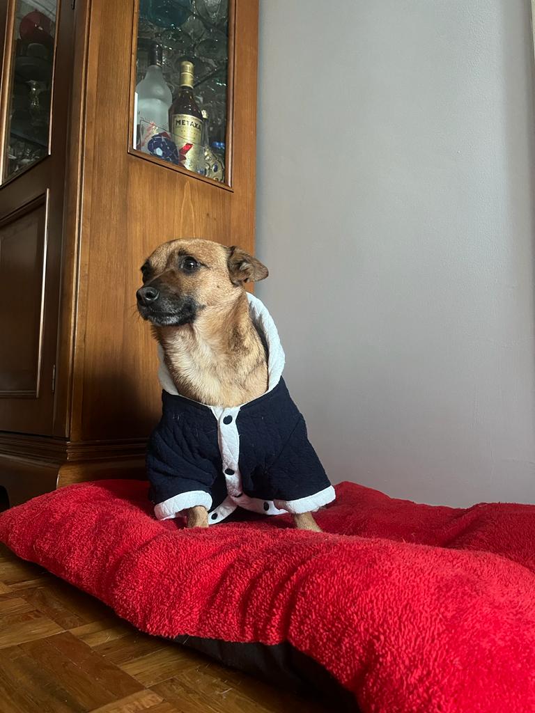 melothepit's tweet photo. 1 hafta kadar önce barinaktan sahiplendirilmişti.Inanamayacaksınız ama  çok uyuyor diye vazgeçtiler.Çok uslu,  tuvalet eğitimi var , havlama ve ısırma huyu yok. 1 yaşlarında , dişi, kısır yaklaşık 5 kilo.    İstanbul içi yuva arıyoruz. https://t.co/awkPmBd0Hg