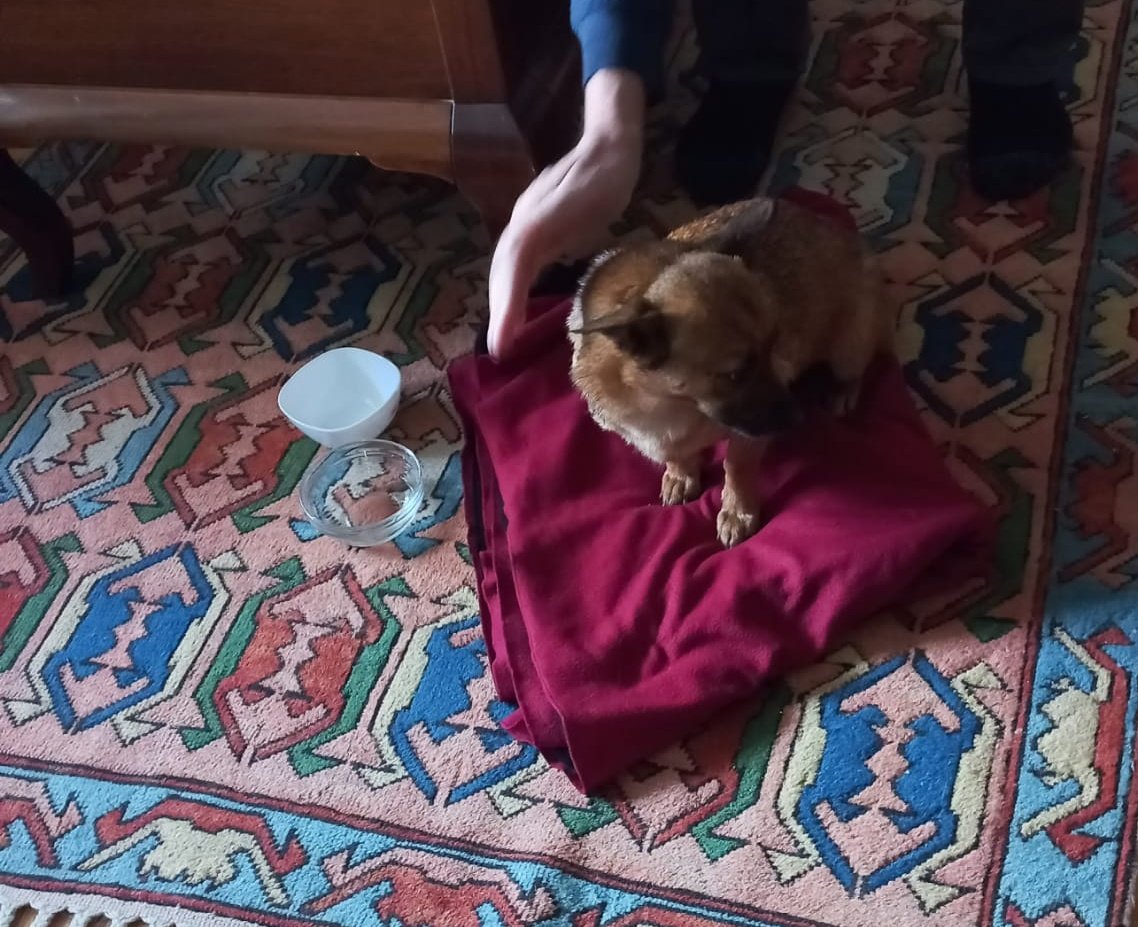 1 hafta kadar önce barinaktan sahiplendirilmişti.Inanamayacaksınız ama  çok uyuyor diye vazgeçtiler.Çok uslu,  tuvalet eğitimi var , havlama ve ısırma huyu yok. 1 yaşlarında , dişi, kısır yaklaşık 5 kilo.    İstanbul içi yuva arıyoruz.