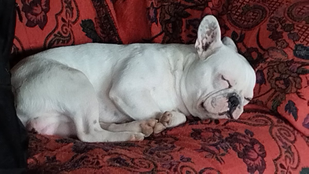 El_CuervoBolche's tweet photo. Zzzz https://t.co/UCkc1zstGD