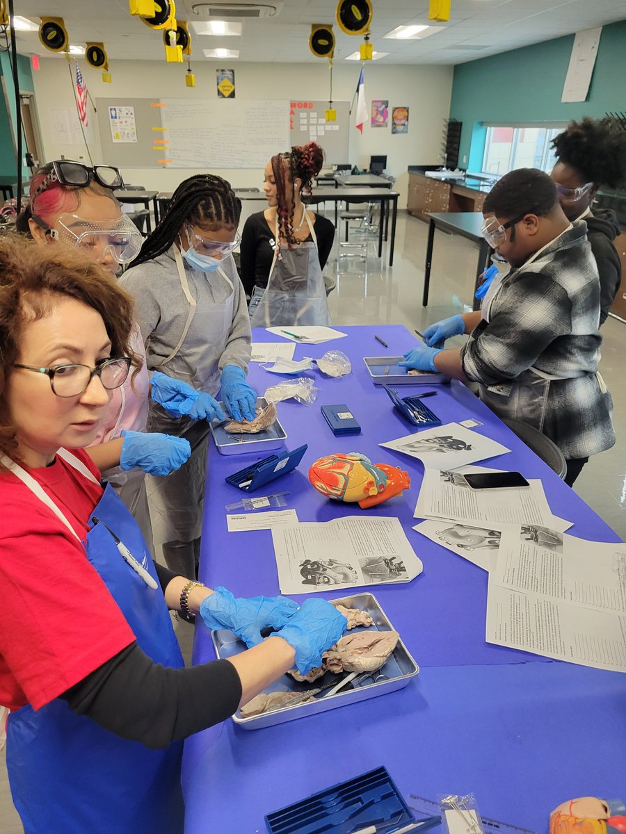 Check out our JY scientists dissecting cows' hearts in their Anatomy and Physiology class! Way to go Ms. Kiani and A&amp;P students! #Futurescientists #FutureDoctors #FutureCEOs @tguilloryHISD <a href="/JackYatesMath/">Jack Yates Math</a> <a href="/HISDHighSchools/">HISDHighSchools</a> <a href="/JackYatesHigh/">Jack Yates High</a>