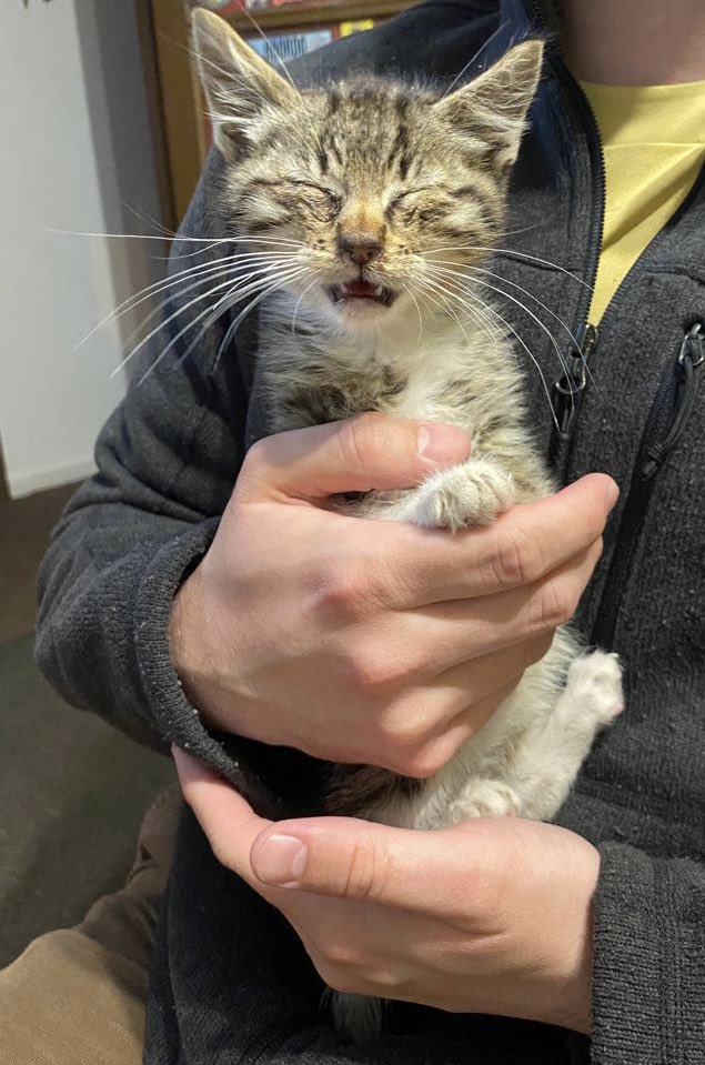 cesar_quezada's tweet photo. #PuntaArenas
Rescaté un gatito de la calle, es muy cariñoso, busca una familia responsable que lo adopte 

Favor RT 
#puq https://t.co/AVfw61Gh5c