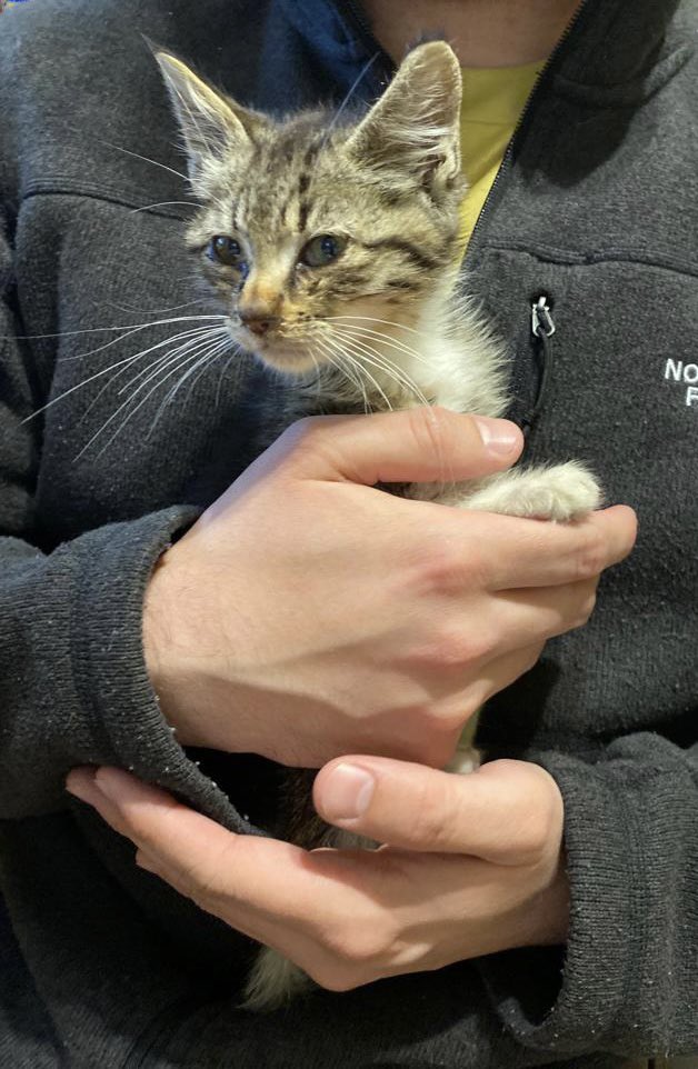 cesar_quezada's tweet photo. #PuntaArenas
Rescaté un gatito de la calle, es muy cariñoso, busca una familia responsable que lo adopte 

Favor RT 
#puq https://t.co/AVfw61Gh5c