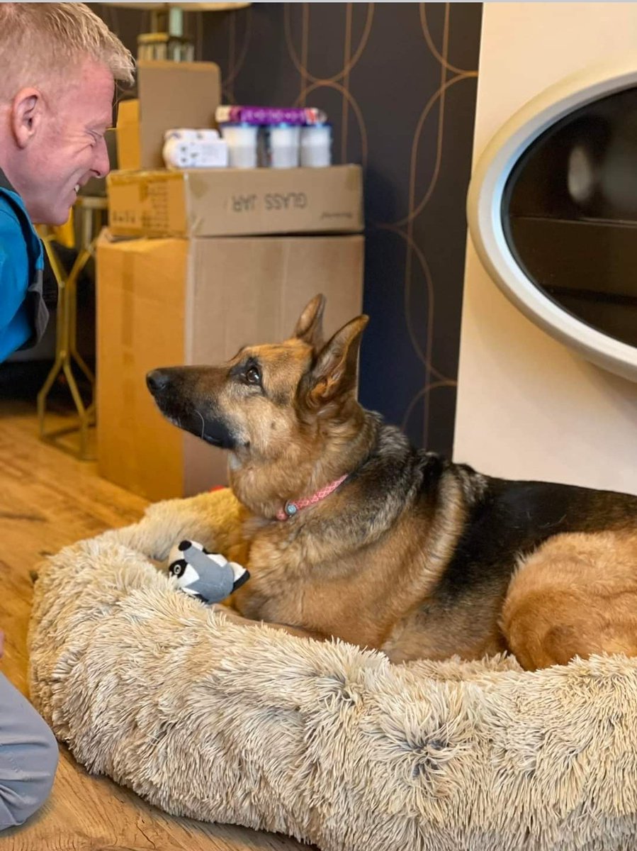 GSDRofficial1's tweet photo. #NothEast region the beautiful Zeva we posted the other day is looking like she is so settled in her Foster home. #dogsoftwitter #RescueDogs   #GermanShepherd #dogs https://t.co/KEJ2U49Nkg