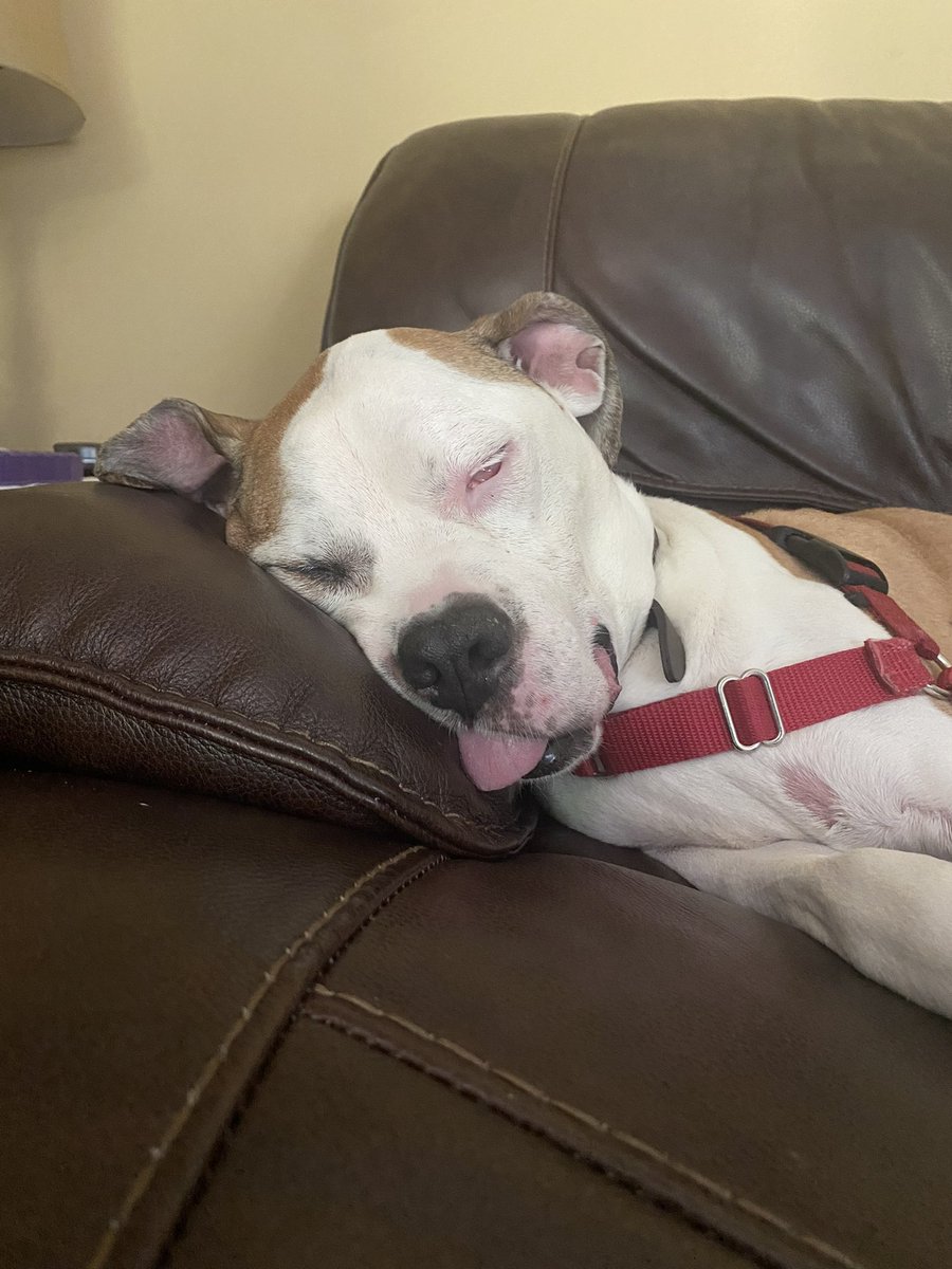 RachCland's tweet photo. @growlingdeer I’d love for you to draw my dog if I win. She’s an old lady (15 good years) and I think my mom would love to have something like this https://t.co/VrimSHzksg
