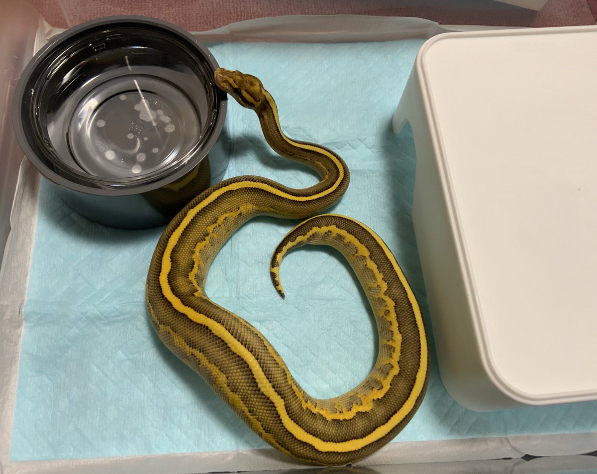 BMMorphsJapan's tweet photo. Leopard Lesser Freeway ♀

#ballpythons
#ボールパイソン
#freewayproject
#freewayclownproject
#qualityinqualityout https://t.co/pQV7Ku9v3v