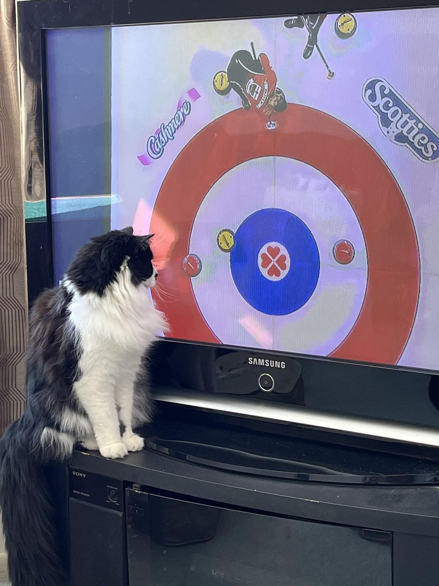 bookmargie's tweet image. The cat is enjoying the Scotties this morning! #SCOTTIES2023 #cbccurl #TSN