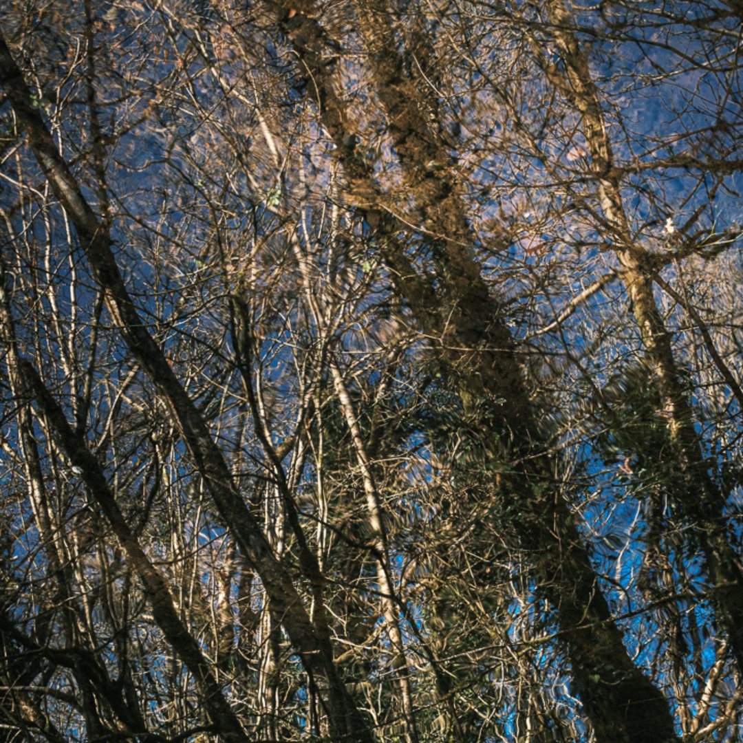 marywych's tweet photo. The Gearagh is a nature reserve located near Macroom, Cork. It is the last primeval river forest in Western Europe.
In 2020, Mary Wycherley & team began work on Weathering feat. film, dance, poetry & music inspired by The Gearagh #weatheringproject #irishenvironment #thegearagh https://t.co/I7O2p3hECO
