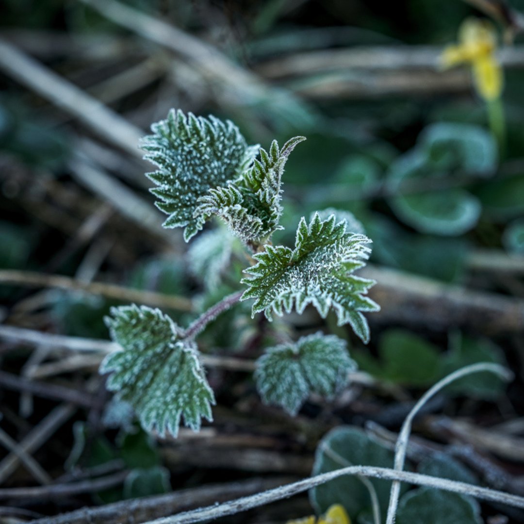marywych's tweet photo. The Gearagh is a nature reserve located near Macroom, Cork. It is the last primeval river forest in Western Europe.
In 2020, Mary Wycherley & team began work on Weathering feat. film, dance, poetry & music inspired by The Gearagh #weatheringproject #irishenvironment #thegearagh https://t.co/I7O2p3hECO