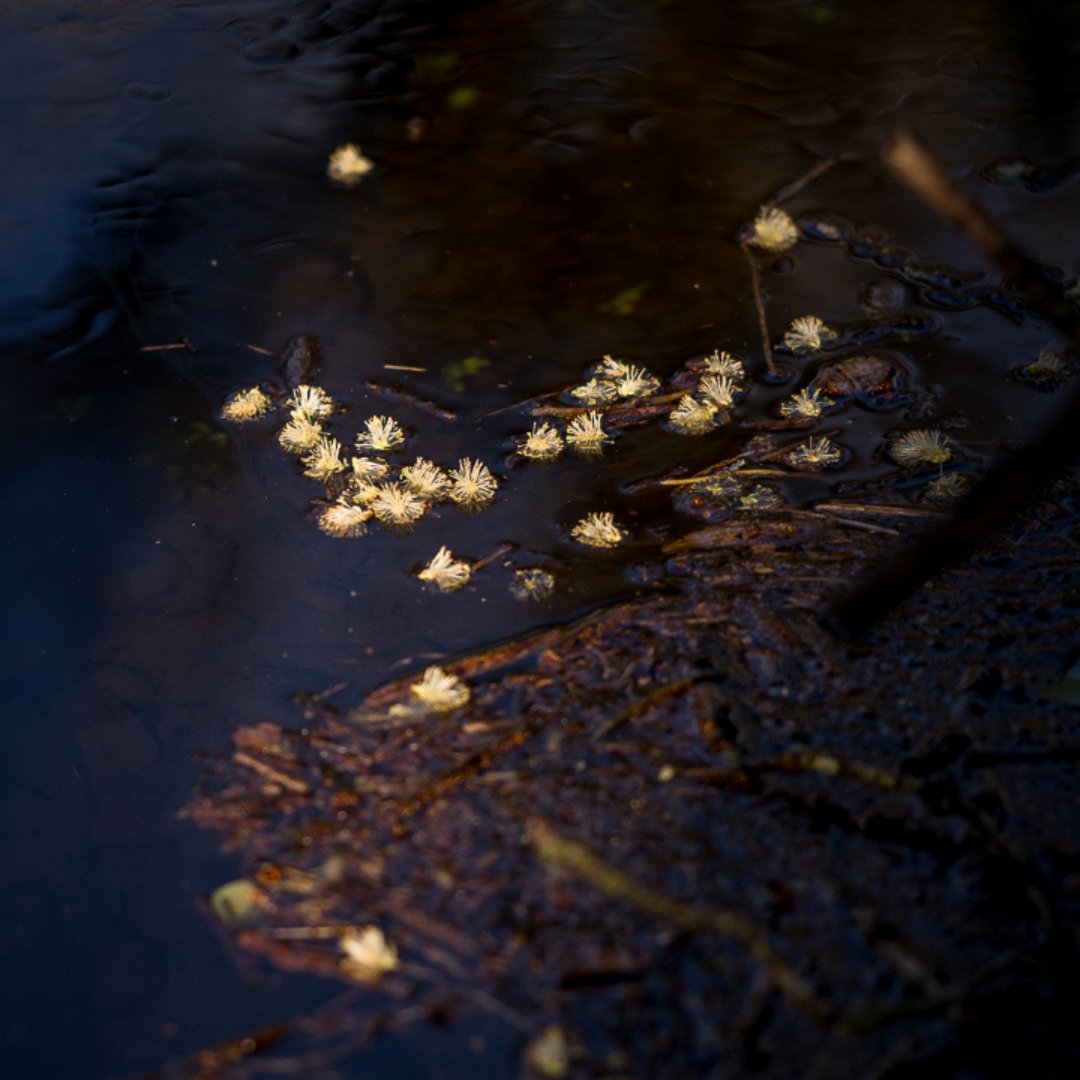 marywych's tweet photo. The Gearagh is a nature reserve located near Macroom, Cork. It is the last primeval river forest in Western Europe.
In 2020, Mary Wycherley & team began work on Weathering feat. film, dance, poetry & music inspired by The Gearagh #weatheringproject #irishenvironment #thegearagh https://t.co/I7O2p3hECO