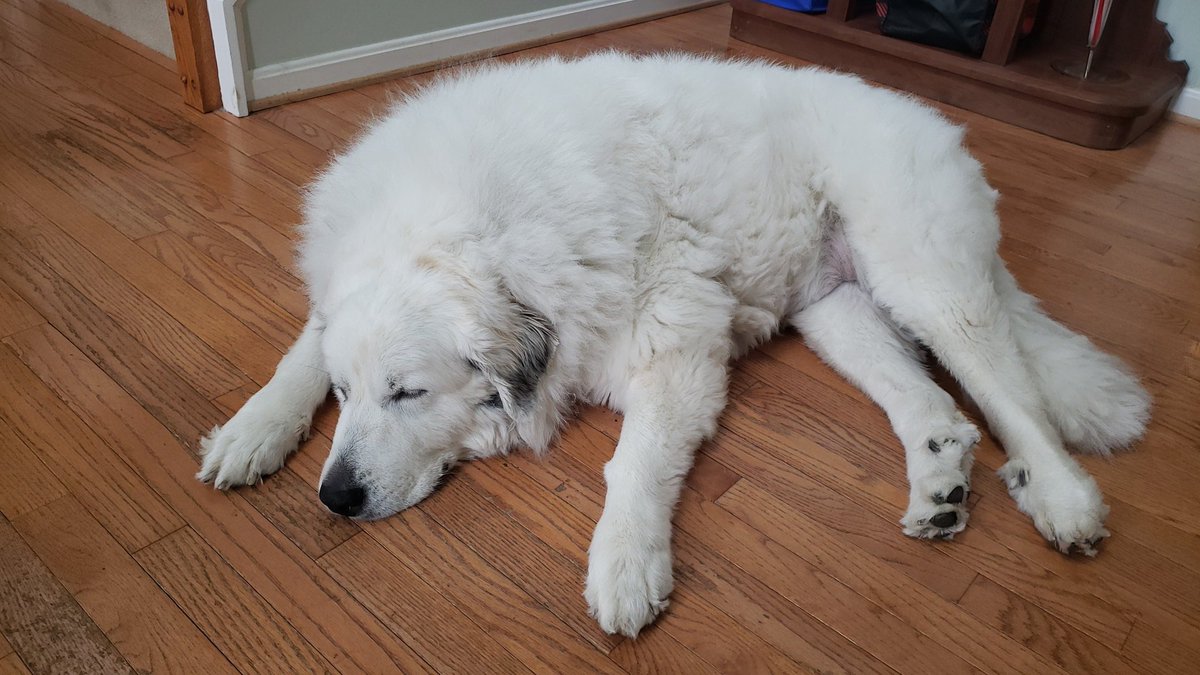 avahanger's tweet photo. @bunsenbernerbmd Clover, sleeping on the clock, again https://t.co/s0R7dtULKo