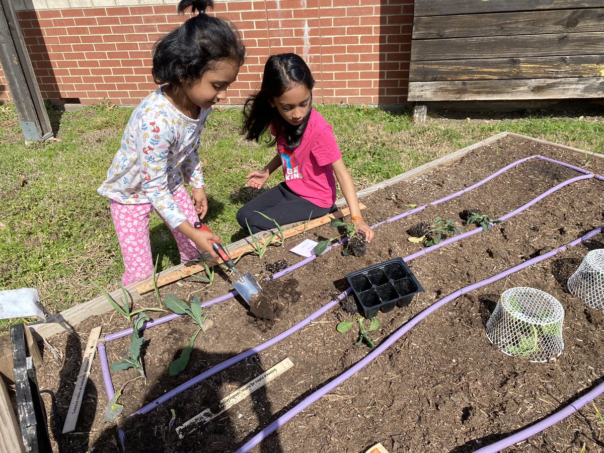 Shari Gulam (@msgulams) on Twitter photo 1A enjoyed planting some Bok Chou, lettuce, and onions in the garden! <a href="/VRE_STARS/">Valley Ranch Elementary Coppell ISD</a> #VREStars 1A enjoyed planting some Bok Chou, lettuce, and onions in the garden! <a href="/VRE_STARS/">Valley Ranch Elementary Coppell ISD</a> #VREStars