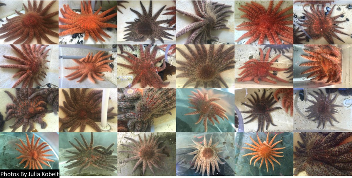 Conserve_CA's tweet photo. New science from @Conserve_CA, @uoregon, @UO_OIMB, @OregonState, @MarineBiol_FHL suggests that the recovery of #SunflowerSeaStars is a key step in #kelp forest restoration. #SunflowerSeastar

📝 @RSocPublishing https://t.co/xTxGbc5XLM https://t.co/xXnyp8Pgjg