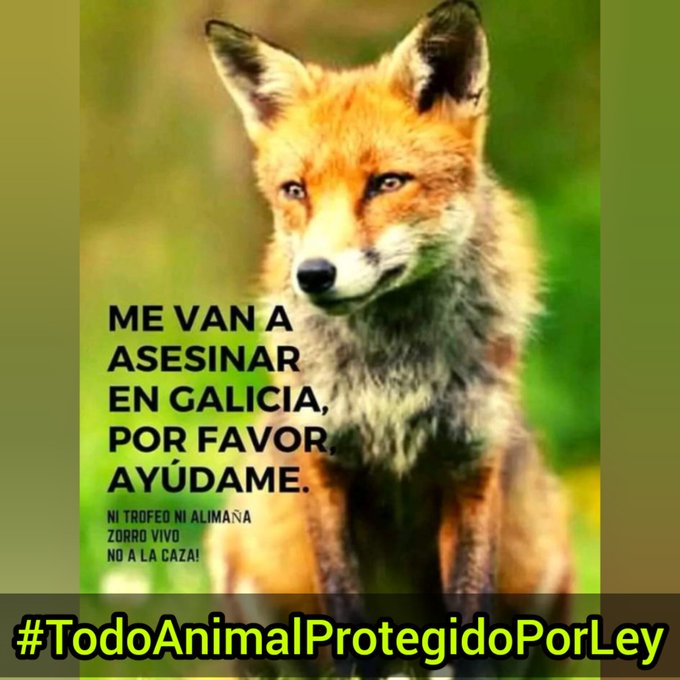 Me van a asesinar en Galicia, por favor, 🙏 ayúdame, yo no estoy protegido por la ley
#TodoAnimalProtegidoPorLey