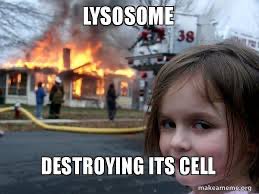 Yo lysosomes I heard someone told me when you guys don’t work properly your sugar and fats build up in your cell instead of being used at all #woodbridgepride #mightymito #Apbio #cellabrate
