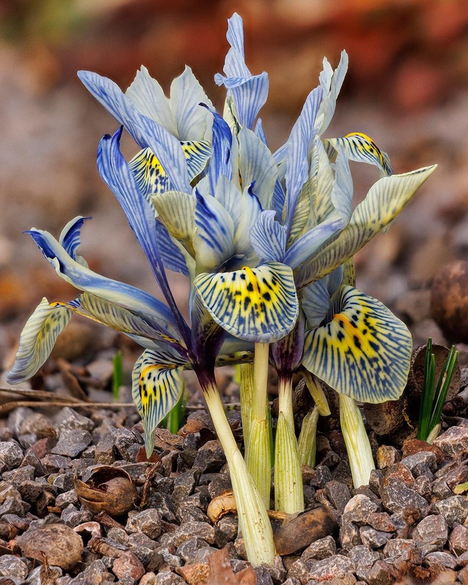 We have a beautiful selection of dwarf iris flowering in the Alpinum Garden at the moment.
Did you know that Iris are one of the easiest of plants to grow, needing no pruning, spraying or staking - and can grow just about anywhere.

📸 by Nigel McCall