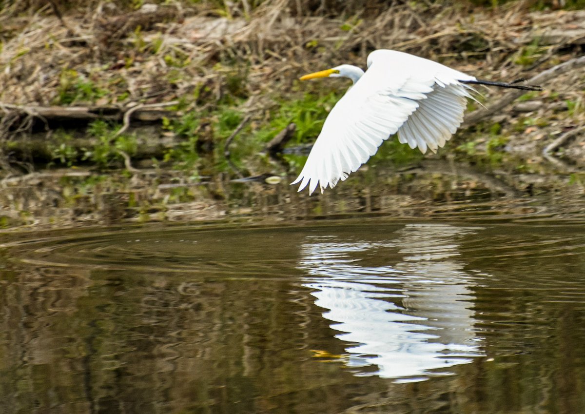 NewsGlobalWorld's tweet photo. Egret in Flight in Texas wetland

#birds #birdphotography #BirdsOfTwitter https://t.co/uzCht9mmIe
