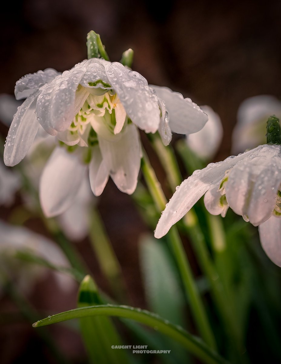 caughtlight's tweet photo. Rain
#Snowdrops #Spring #Winter #Location #NotTheShoot #FiveMinuteBreak https://t.co/2PDPMadGk8