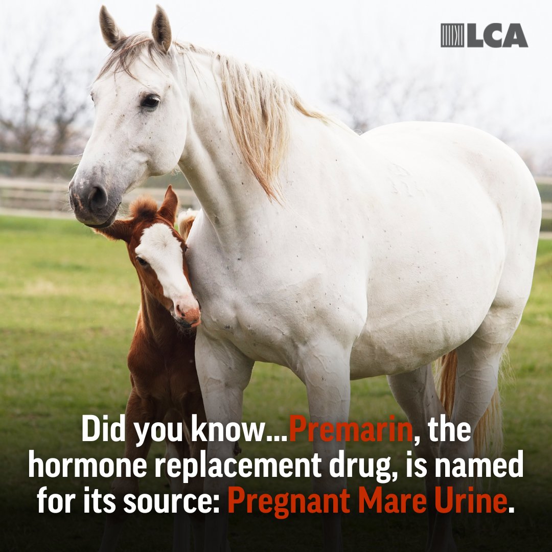 LC4A's tweet photo. 💔 Did you know...Premarin, the hormone replacement drug, is named for its source: Pregnant Mare Urine (1/3) https://t.co/4f3arrQe7M